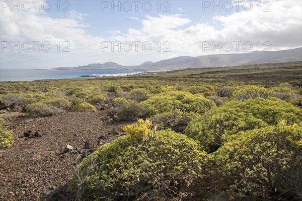 Euphorbia balsamifera Kleinia Nerifolia growing on lava flows Malpais de Corona, Lanzarote, Canary