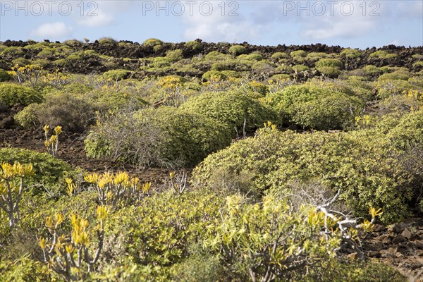 Euphorbia balsamifera Kleinia Nerifolia growing on lava flows Malpais de Corona, Lanzarote, Canary