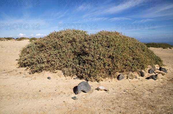 Sand dune vegetation landscape, Caleta de Famara, Lanzarote, Canary islands, Spain, Europe