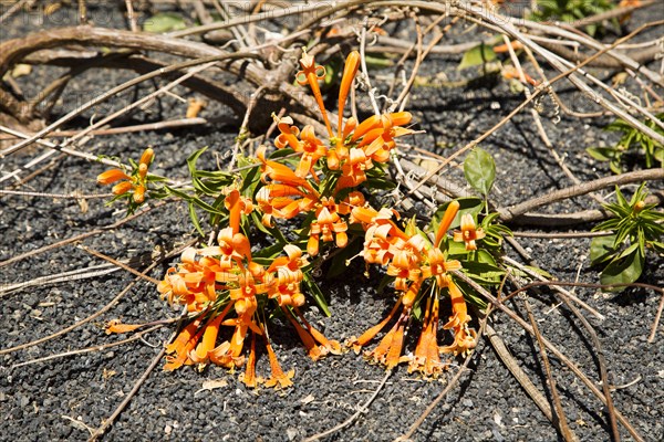 Orange trumpet creeper flowers pyrostegia venusta growing in volcanic soil, Lanzarote, Canary