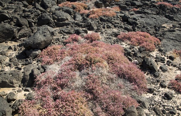 Pink red prostrate succulent plant Mesembryanthemum nodiflorum growing in rocky coastal