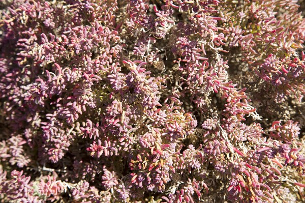 Close up of pink red prostrate succulent plant Mesembryanthemum nodiflorum, La Isleta, Lanzarote,
