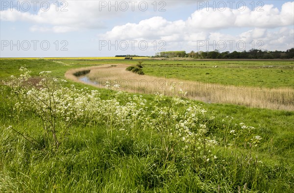 Marshland below sea level Butley Marshes, Suffolk, England, UK