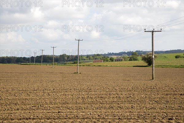 Telegraph poles carrying electricity lines Butley, Suffolk, England, UK