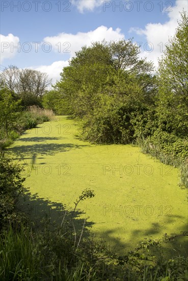 Green pond weed algae growing on stream surface, River Tang, Boyton, Suffolk, England, UK
