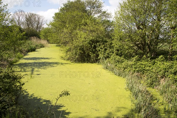 Green pond weed algae growing on stream surface, River Tang, Boyton, Suffolk, England, UK
