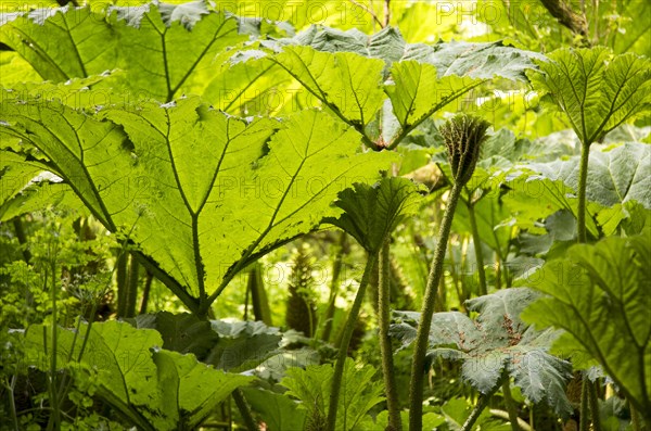 Giant Gunnera, Gunnera manicata, growing wild in woodland at Trenoweth, near St Keverne, Cornwall,