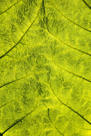 Close up detail of leaf structure, Giant Gunnera, Gunnera manicata, growing wild Trenoweth, near St