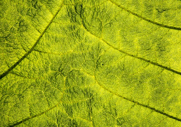 Close up detail of leaf structure, Giant Gunnera, Gunnera manicata, growing wild Trenoweth, near St