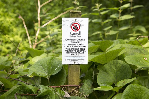 Invasive plant control of Japanese Knotweed, Fallopia japonica, near St Keverne, Cornwall, England,