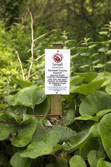 Invasive plant control of Japanese Knotweed, Fallopia japonica, near St Keverne, Cornwall, England,