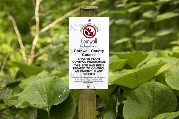 Invasive plant control of Japanese Knotweed, Fallopia japonica, near St Keverne, Cornwall, England,
