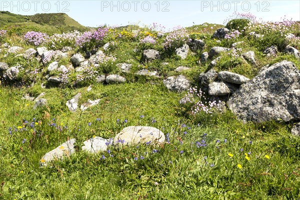 Wildflowers in flower, Lowland Point, Lizard Peninsula, Cornwall, England, UK