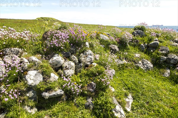 Armeria maritima, sea thrift, in flower, Lowland Point, Lizard Peninsula, Cornwall, England, UK