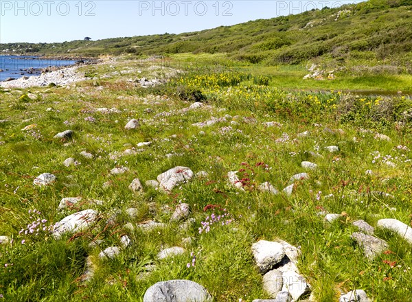 Wildflowers growing near Lowland Point, Coverack, Lizard Peninsula, Cornwall, England, UK