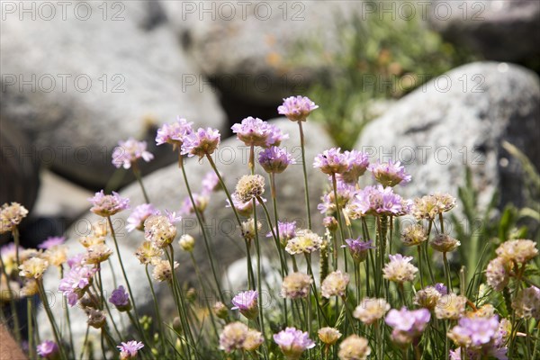 Armeria maritima, sea thrift, in flower, Lowland Point, Lizard Peninsula, Cornwall, England, UK