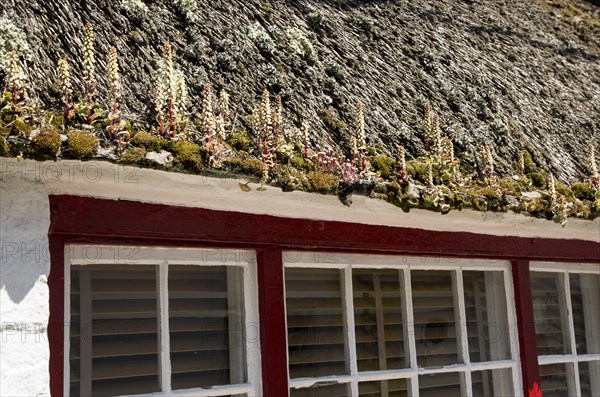 Flowering lupin plants growing on thatched cottage roof, Coverack, Lizard Peninsula, Cornwall,