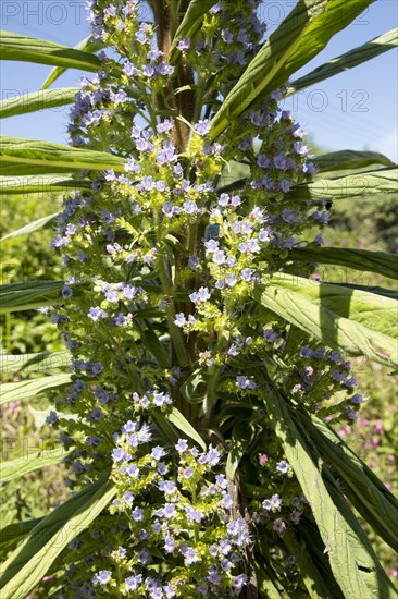 Giant viper's-bugloss plant flowering, Echium pininana, Coverack, Lizard Peninsula, Cornwall,