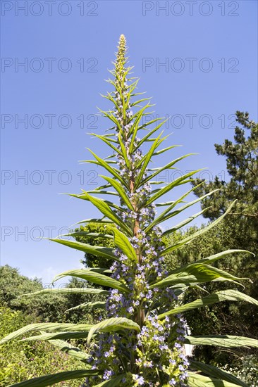 Giant viper's-bugloss plant flowering, Echium pininana, Coverack, Lizard Peninsula, Cornwall,