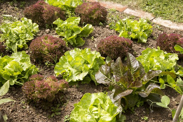 Vegetable plot lettuce plants at Potager Garden, Constantine, Cornwall, England, UK