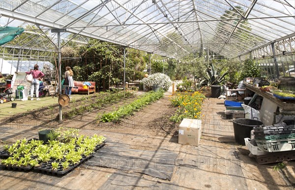 Inside large glasshouse, Potager Garden, Constantine, Cornwall, England, UK