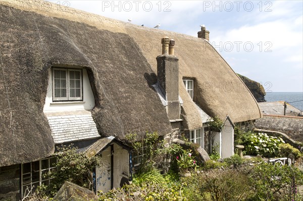 Pretty historic thatched cottages, Cadgwith, Lizard peninsula, Cornwall, England, UK