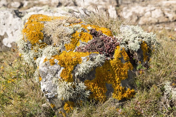 Orange golden shield, Xanthoria parietina, and other lichen types growing on rock near Kynance