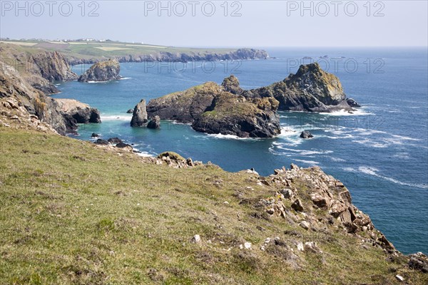 Coastal scenery, near Kynance Cove, Lizard peninsula, Cornwall, England, UK, Gull Rock and The
