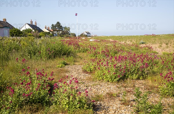 Valerian, Valeriana officinalis, in flower on beach at Shingle Street, Suffolk, England, UK