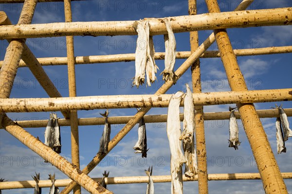 Cod fish drying outside on wooden pole, Svolvaer, Lofoten Islands, Nordland, Norway, Europe