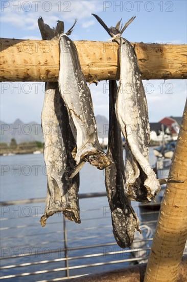 Cod fish drying outside on wooden pole, Svolvaer, Lofoten Islands, Nordland, Norway, Europe
