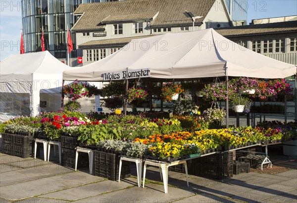 Flowers and plants on market stall in Svolvaer, Lofoten Islands, Nordland, Norway, Europe