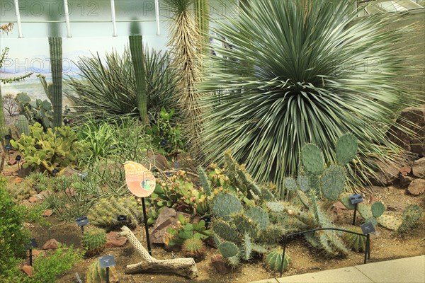 Desert plants inside the Princess of Wales conservatory Royal Botanic Gardens, Kew, London,