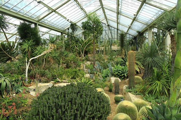 Desert plants inside the Princess of Wales conservatory Royal Botanic Gardens, Kew, London,