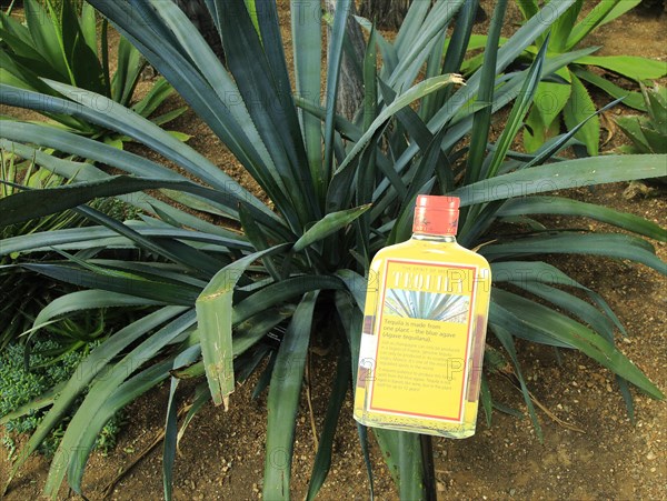 Agave tequila cactus plant information sign label, Princess of Wales conservatory Royal Botanic