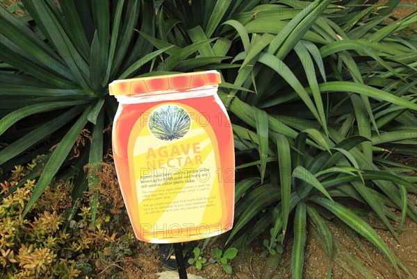 Agave nectar cactus plant information sign label, Princess of Wales conservatory Royal Botanic