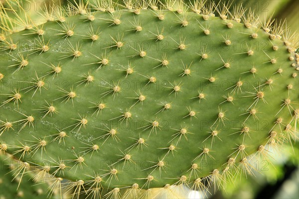 Close up of spikes on leaf of opuntia echios cactus, Kew Gardens, London, England, UK