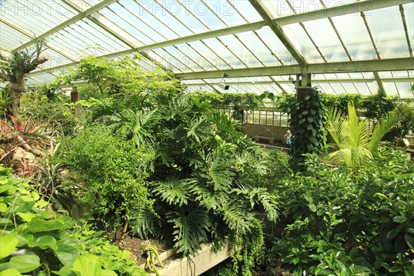 Tropical rainforest environment inside the Princess of Wales conservatory, Royal Botanic Gardens,