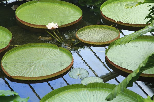 Water lily plants, tropical rainforest environment, Princess of Wales conservatory, Royal Botanic