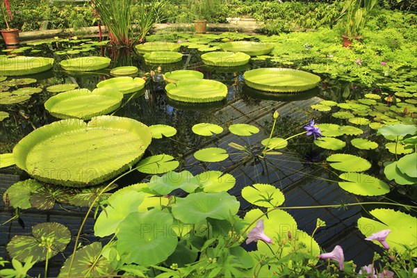 Amazon waterlily (Victoria amazonica) flower and floating leaves, Water Lily House, Royal Botanic