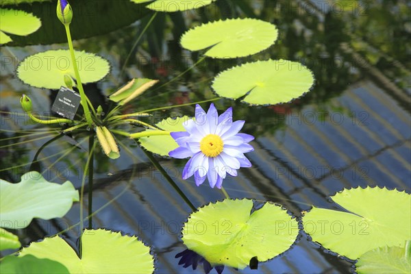 Amazon waterlily (Victoria amazonica) flower and floating leaves, Water Lily House, Royal Botanic