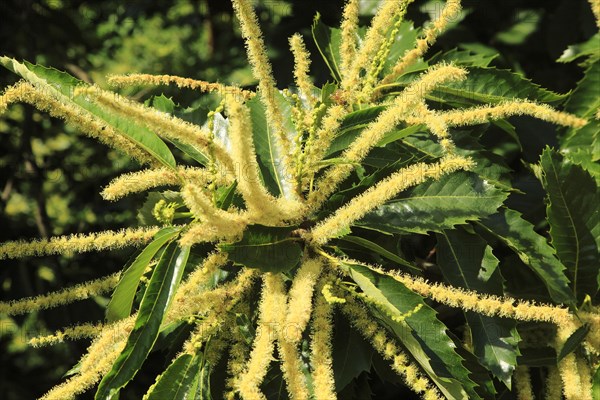 Sweet chestnut (Castanea sativa) tree in flower close up, Royal Botanic Gardens, Kew, London,