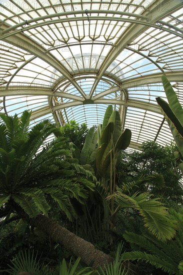 Inside The Palm House at Royal Botanic Gardens, Kew, London, England, UK