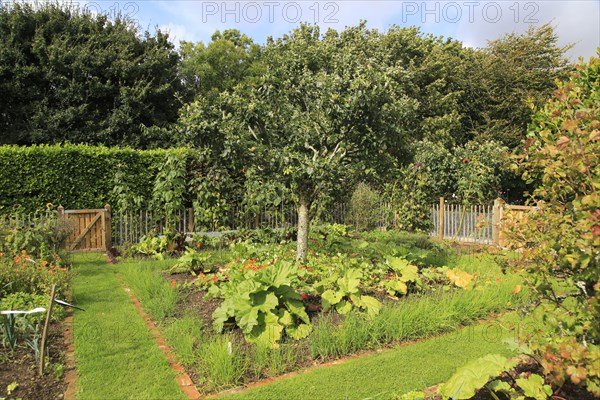 Vegetable garden at Potager Garden, Constantine, Cornwall, England, UK