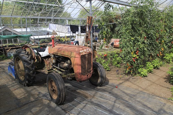 Red vintage tractor inside large glasshouse, Potager Garden, Constantine, Cornwall, England, UK
