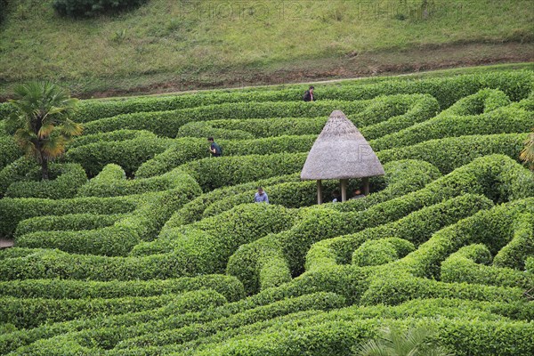 People exploring the Maze at Glendurgan Garden, Cornwall, England, UK