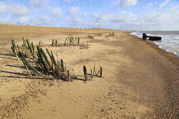 Eroded Second world war pillbox and older wooden posts exposed by beach depletion, Hollesley Bay,