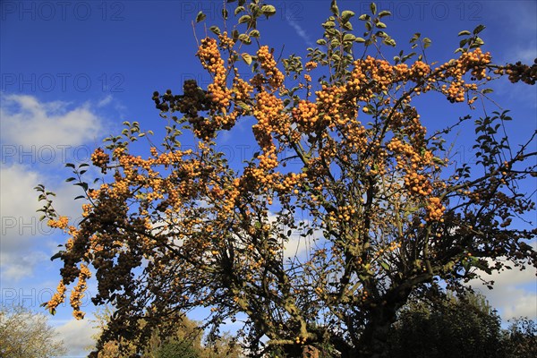 Yellow berries on ornamental crab apple tree set against blue sky, Suffolk, UK