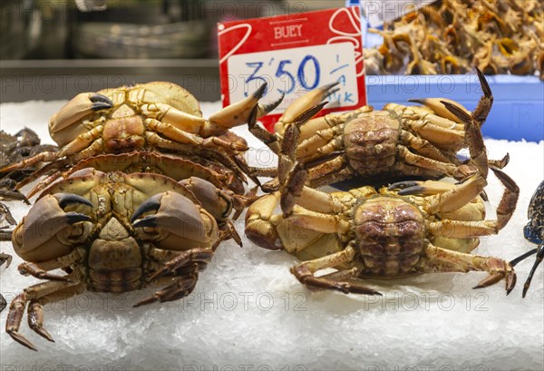 Food stall fishmonger selling fresh fish seafood crabs, central market, Valencia, Spain, Europe
