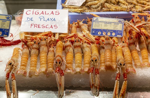Food stall fishmonger selling fresh fish seafood saltwater crayfish, Cigalas de Playa, central